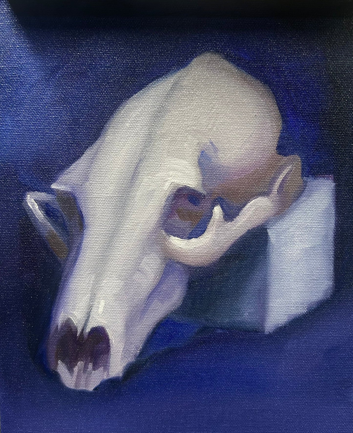 Coyote Skull Deep Blue